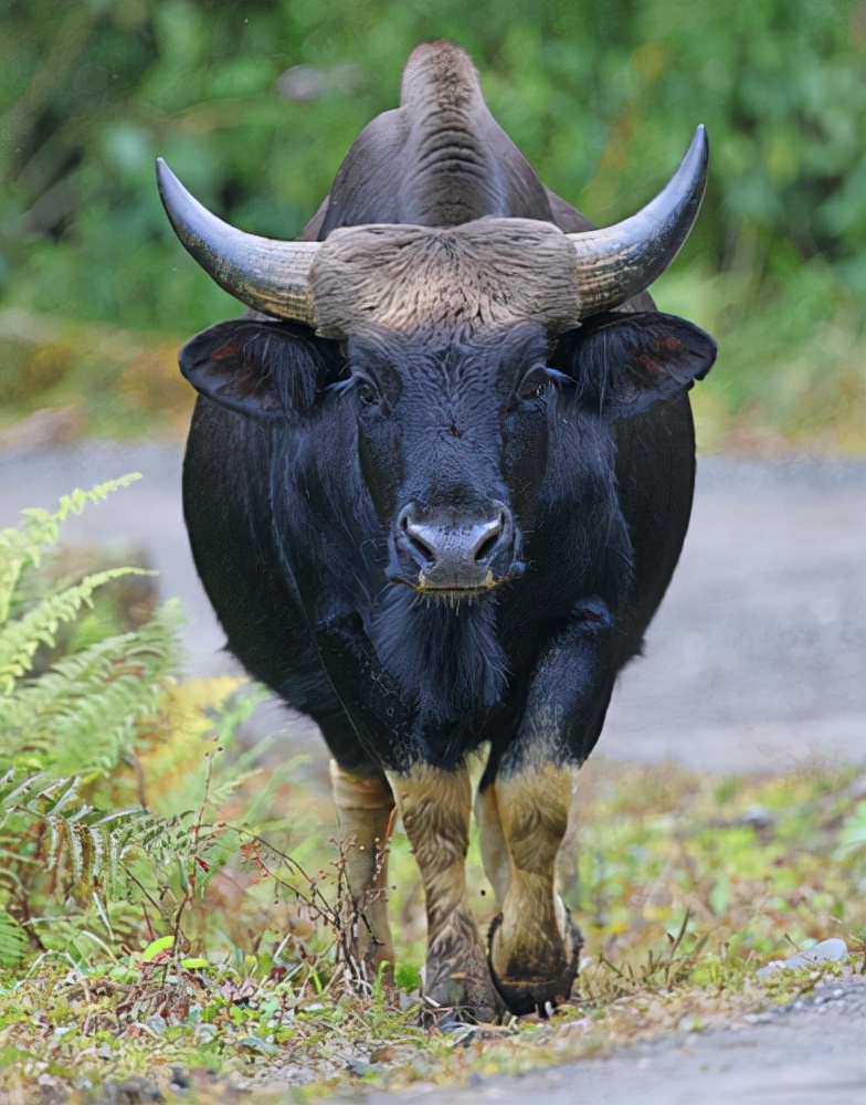 宸ㄥ瀷鐖搰閲庣墰,鏁戞彺鐖搰閲庣墰