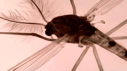 暑假孩子玩手机不如打篮球吧,儿童显微镜放大蚂蚁120倍