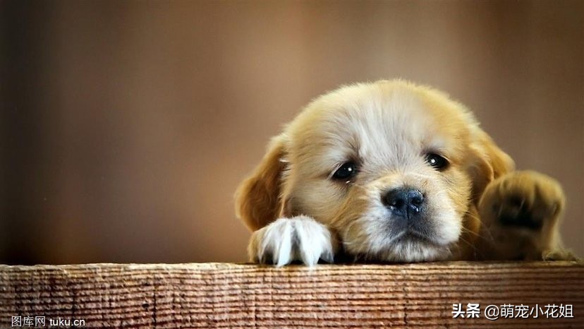 去犬舍买狗如何避免被坑,犬舍买狗注意事项