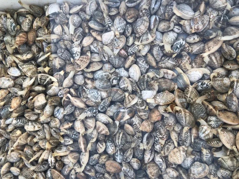 二月份威海海鲜价格,威海海鲜价格实时查询系统