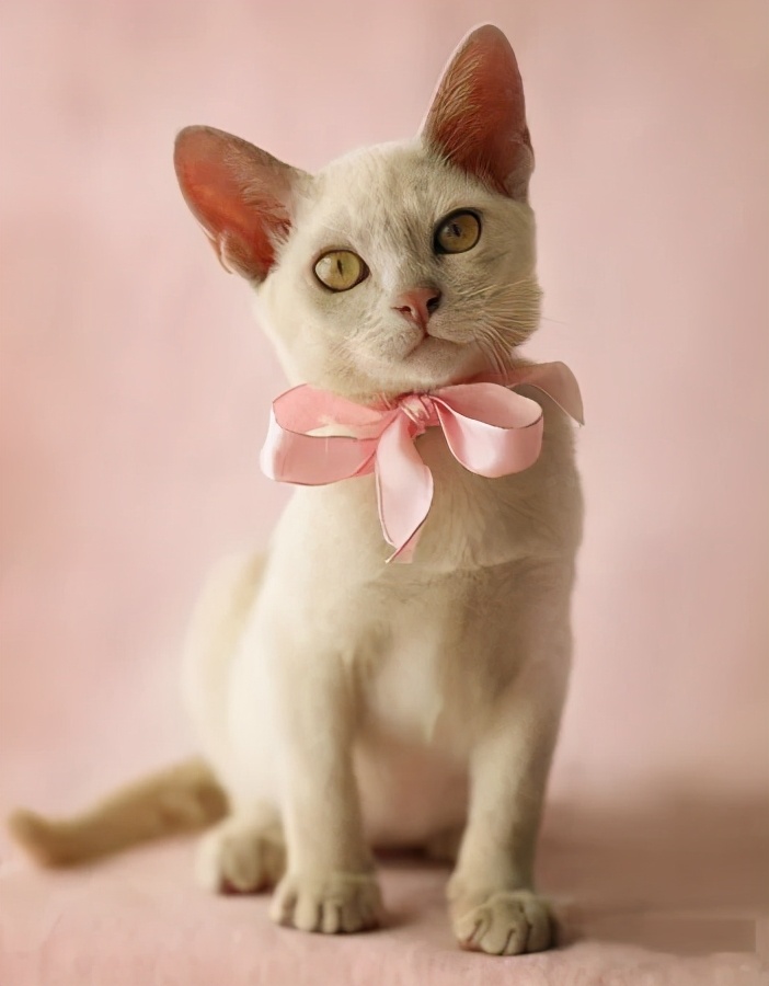 猫咪里面最温顺的是什么猫,什么猫咪是世界上最最温柔的猫咪