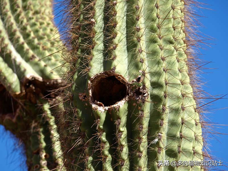 仙人掌新芽长歪了怎么办,仙人掌越长越歪怎么回事