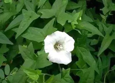 玉米苗前封闭除草剂哪种最好,麦茬玉米打封闭药管用吗