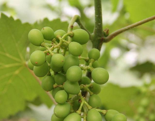 葡萄日灼病是什么病,葡萄日灼病症状比较少的品种