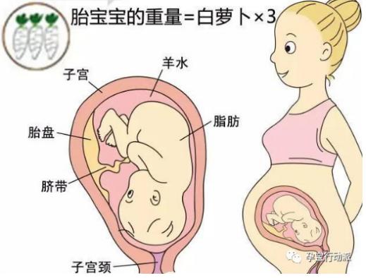 孕期周刊，第三十五周