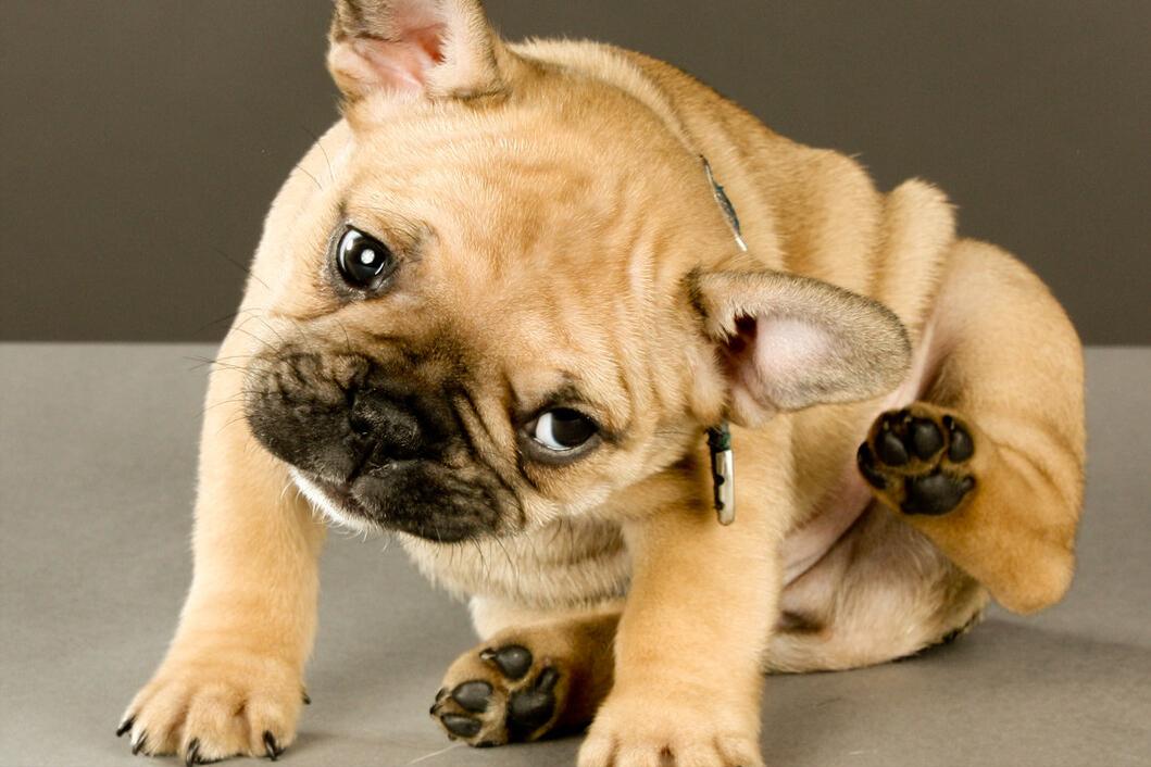 狗狗经常挠皮肤会感染吗,狗狗频繁挠耳朵