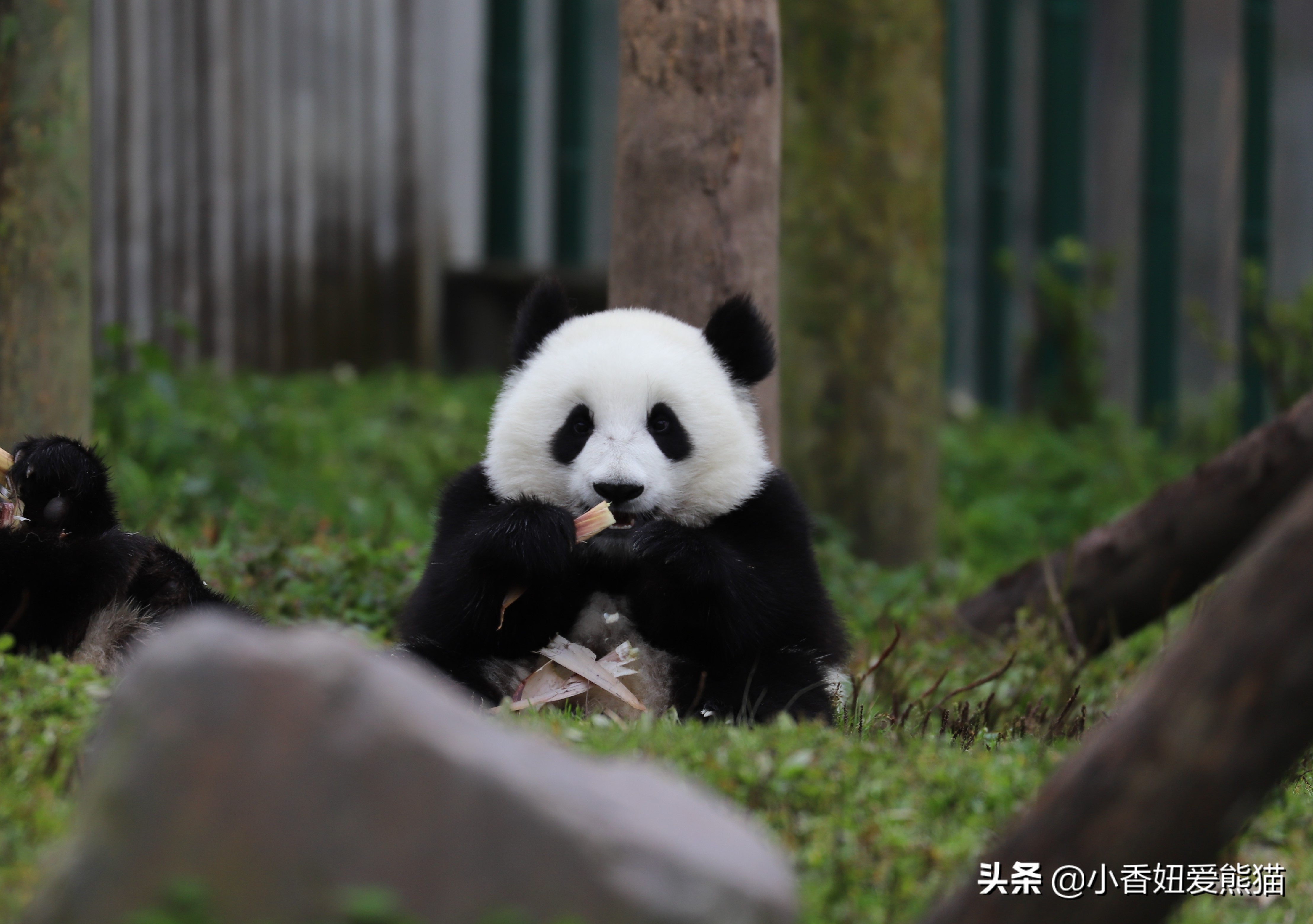 卧龙熊猫宝宝和宝力,卧龙熊猫基地熊猫宝宝