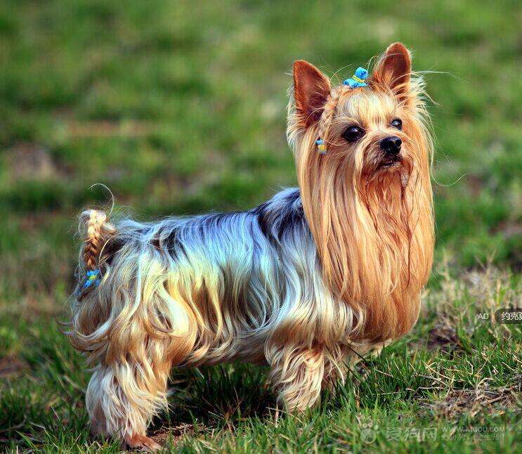 各品种犬最常见的遗传缺陷，在养待养的都看一下