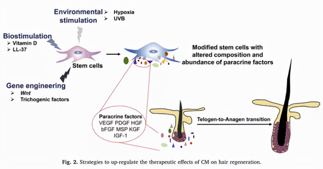 干细胞治疗秃头最新消息,干细胞治秃头