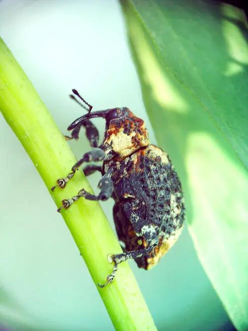 国外网友分享的动植物昆虫笔记,北方常见的昆虫科普知识大全集
