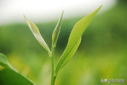 漫漫问茶路,能不忆江南?——久负盛名的“香郁若兰”