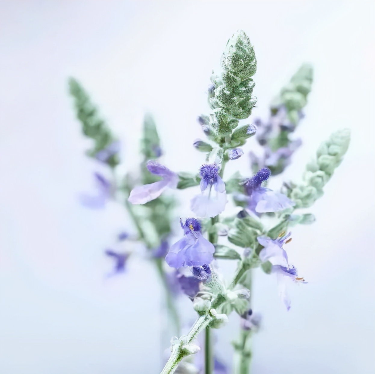 colourpop和nba联名在哪买,colourpop与篮球联名