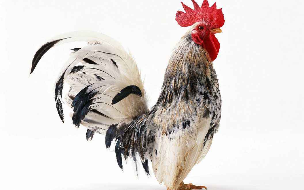 为什么历来都说鸡可以辟邪,鸡为什么驱邪