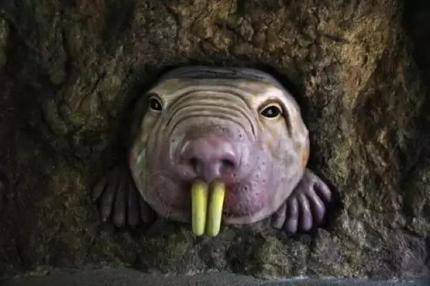 世界十大神奇动物,十大神奇动物园