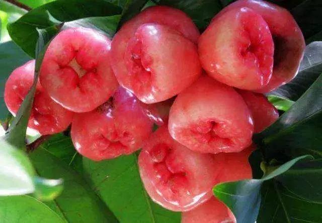 西双版纳这些奇特的水果,作为吃货的你都吃过哪些