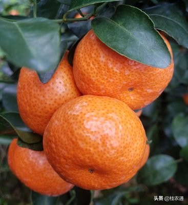 广西沙糖桔严选,优果优品沙糖桔