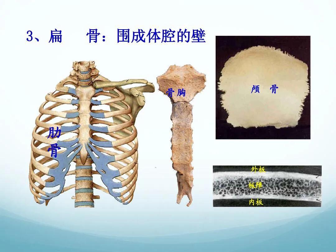 成人骨骼数量是多少,骨骼识别智能分析