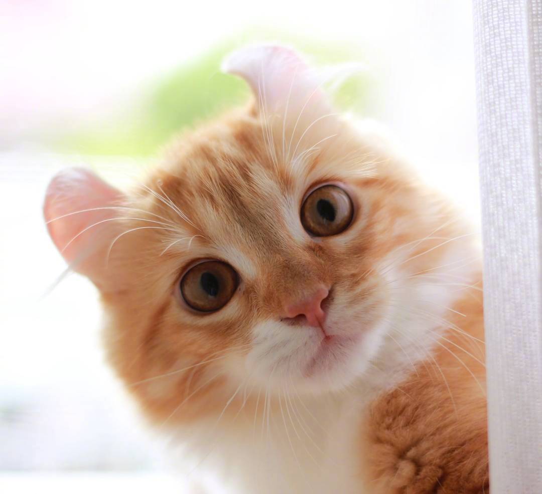 又骗我养猫系列|长得像大橘的卷耳猫