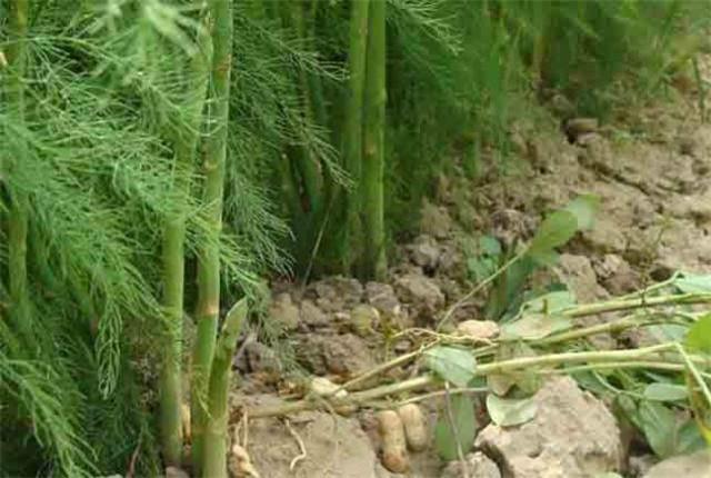 芦笋栽培育苗,用芦笋种子育苗当年能出芦笋吗