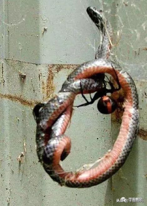 15张照片证明蜘蛛才是地球上最恐怖的生物