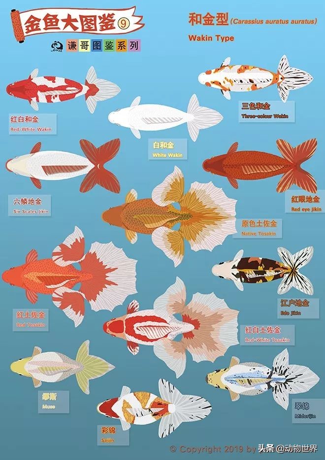 金鱼品种和金鱼图片,金鱼大体型的品种