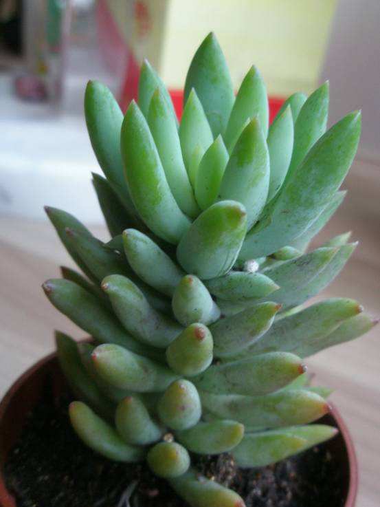 100种常见多肉植物图鉴收藏,1000种多肉植物图鉴及名字