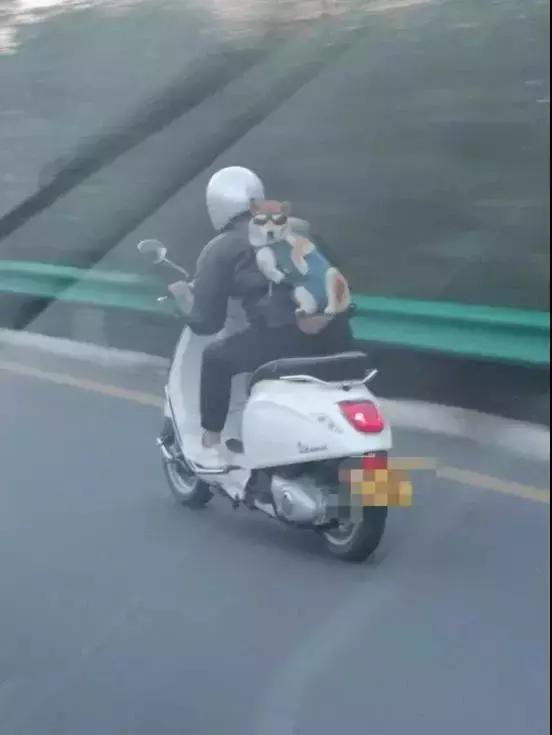 守身如玉20年，“第一次”竟然给了一只狗