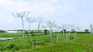 成都空港花田什么时候去最好看,双流空港花田这两天去好耍不
