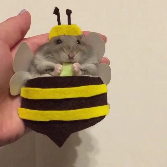 今日萌图,仓鼠身上长了疑似肿瘤的东西