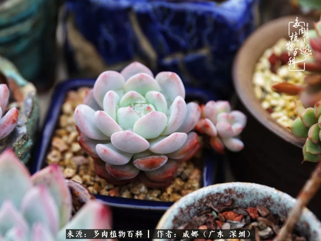 笼子里的多肉,露养的多肉和室内的多肉区别
