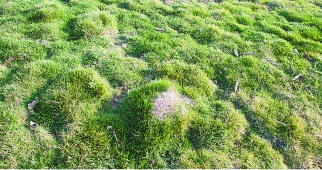 什么蚂蚁咬人后会晕,人被蚂蚁咬会发生什么