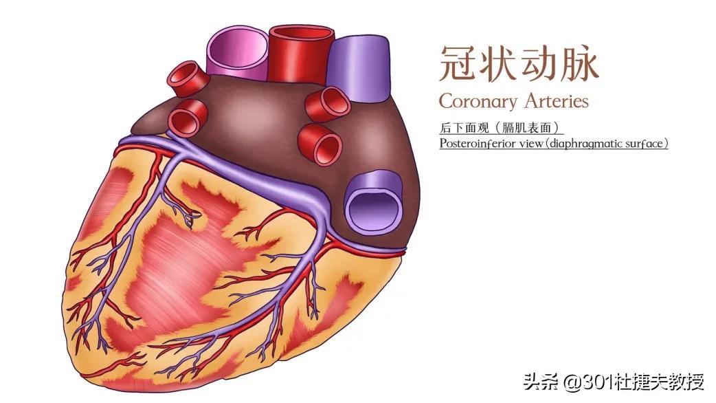 冠脉全闭塞是放支架好还是搭桥好,冠脉完全闭塞非要放支架吗