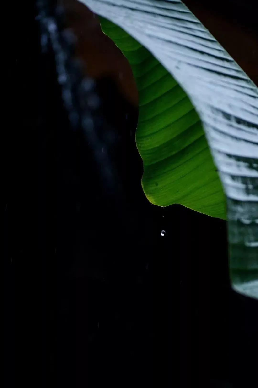 隔窗听夜雨先闻芭蕉声,隔窗知夜雨芭蕉先有声