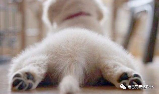 狗狗来了例假怎么办,狗狗姨妈期生理裤