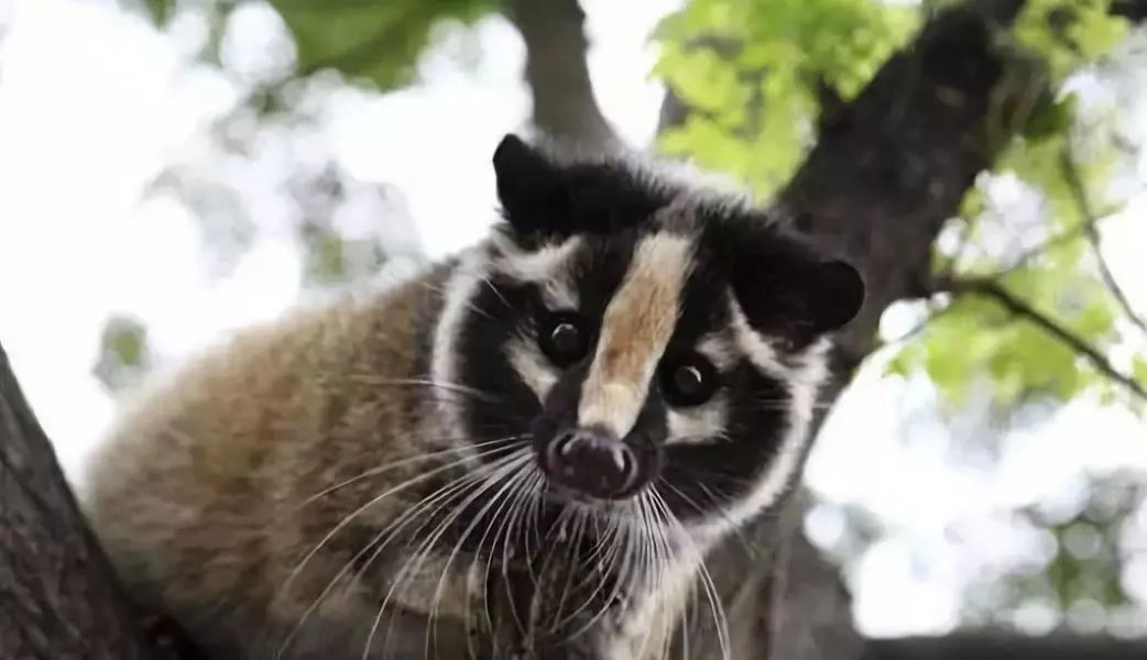 哪些野生动物不能吃对身体有害,几种野生动物有病毒不能吃