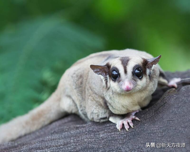 世界上最萌的动物前三名,世界上最呆萌的动物排名