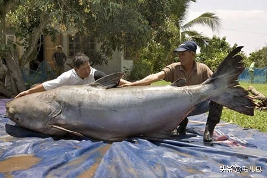 世界上最大的动物长什么样,所有动物最大的样子有多大