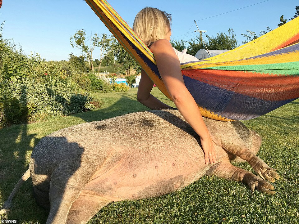 国外一男子养了一只小香猪,英国男人买宠物猪