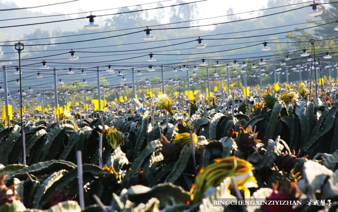 附近的火龙果采摘园海南,海南火龙果采摘