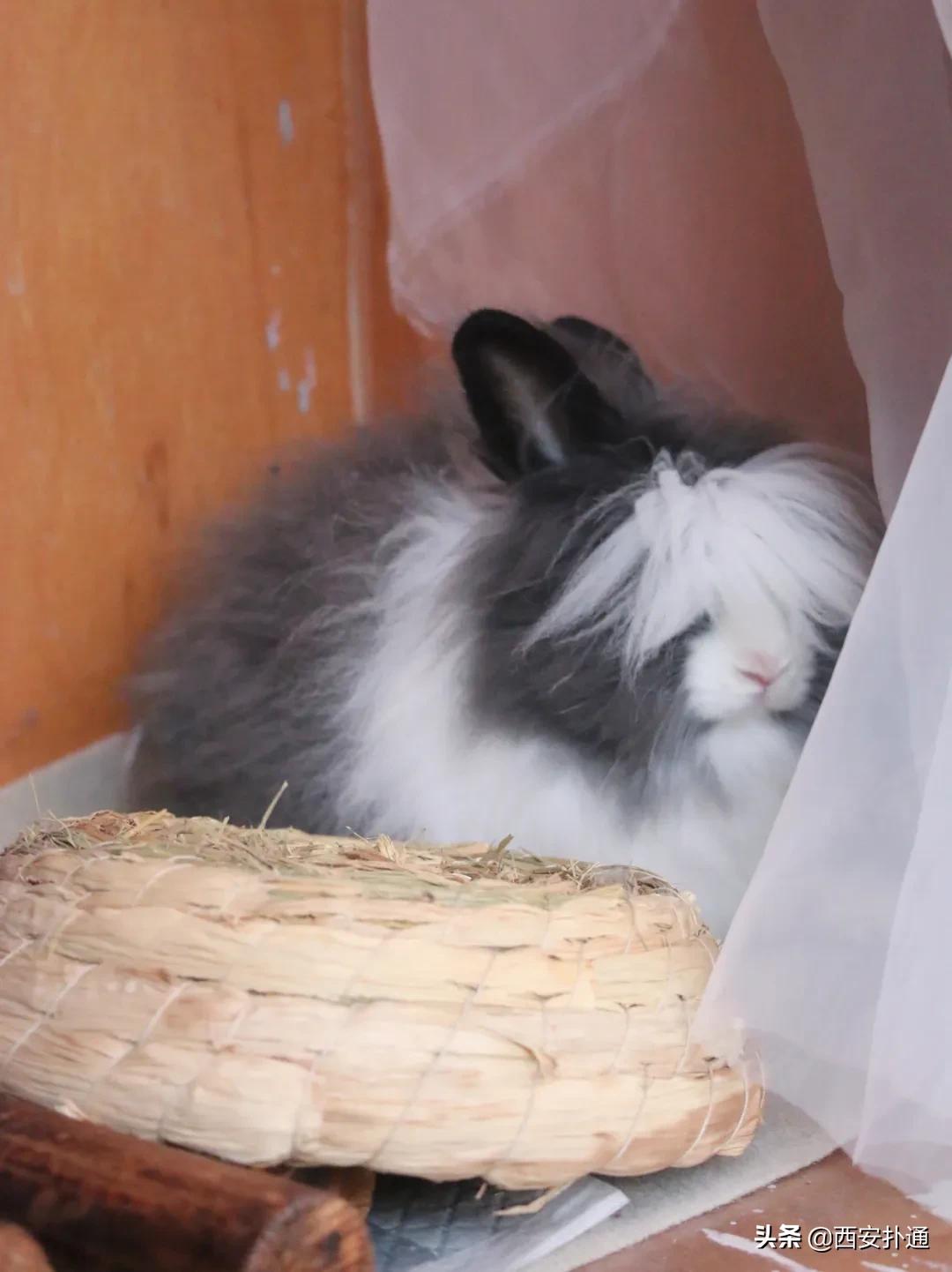 西安有哪些可以撸兔子的店,西安撸兔子的店