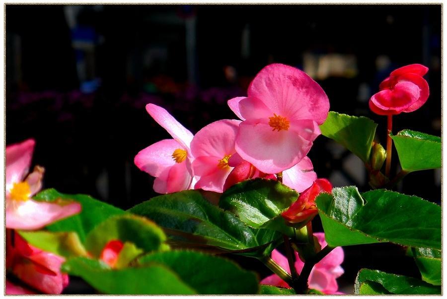 海棠怎么让它长侧芽,如何修剪海棠让花露出来