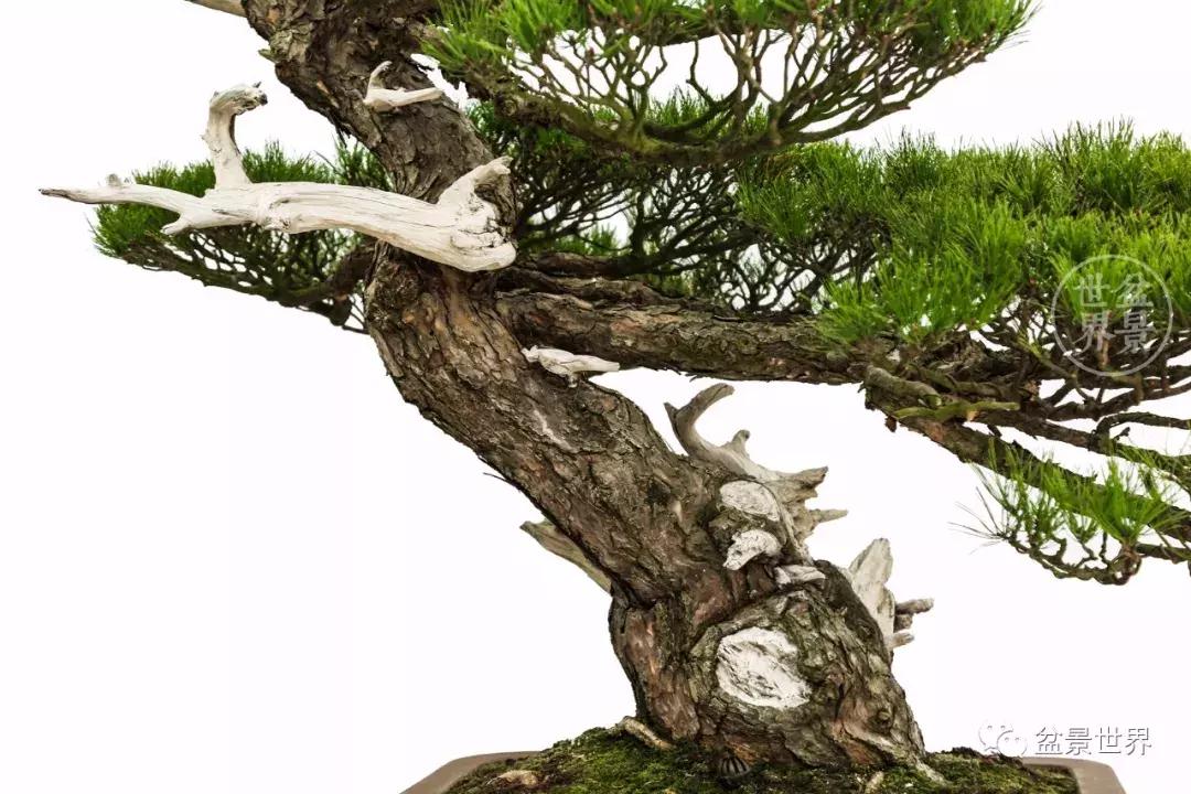 松树盆景经典大片,大斜杆式盆景得金奖作品松树