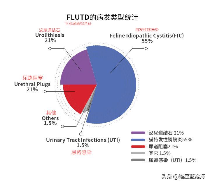 小心！您的猫距离下泌尿道综合征可能只隔一碗水的距离