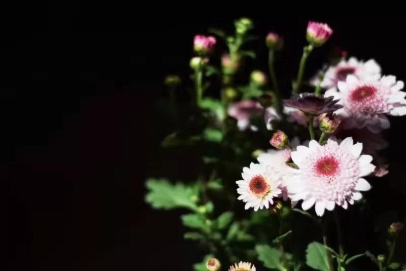 向来缘浅奈何情深啥意思,向来缘浅怎奈何情深伴奏