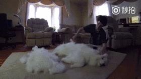 别再说笼养狗狗不好了,小恶魔萨摩耶