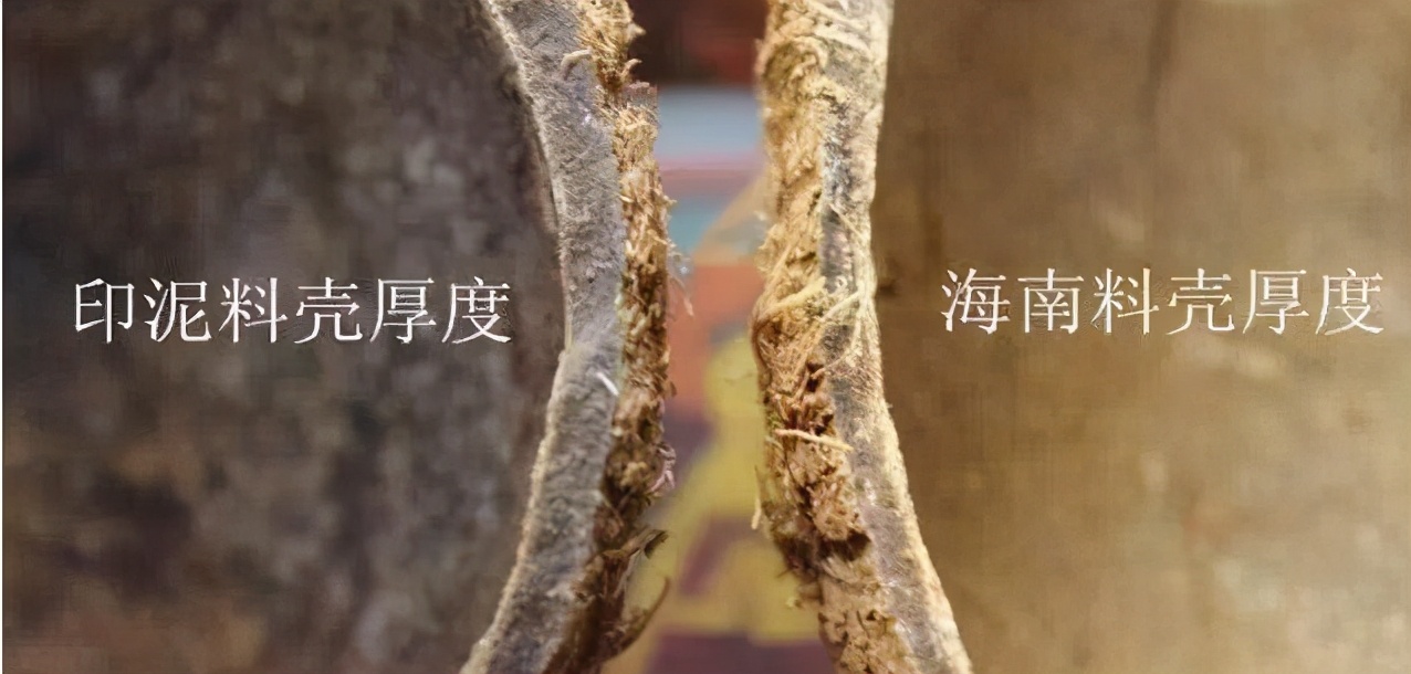 坚韧不屈的植物有哪些,坚韧不屈的植物特点