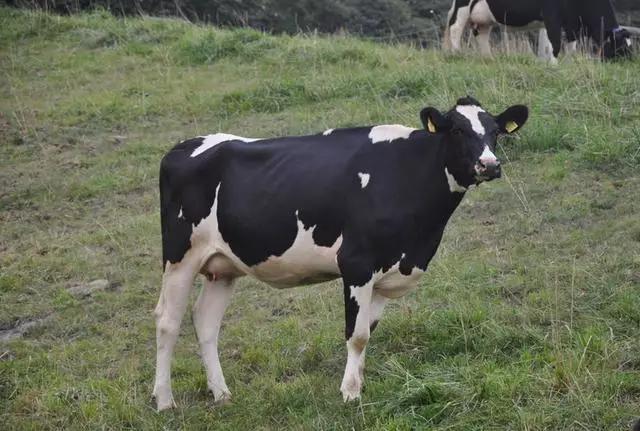 菜吧农场在哪里,日本最出名的10个农场