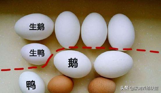 散养蛋鹅100只一天能下多少蛋,小白鹅一年能产多少蛋