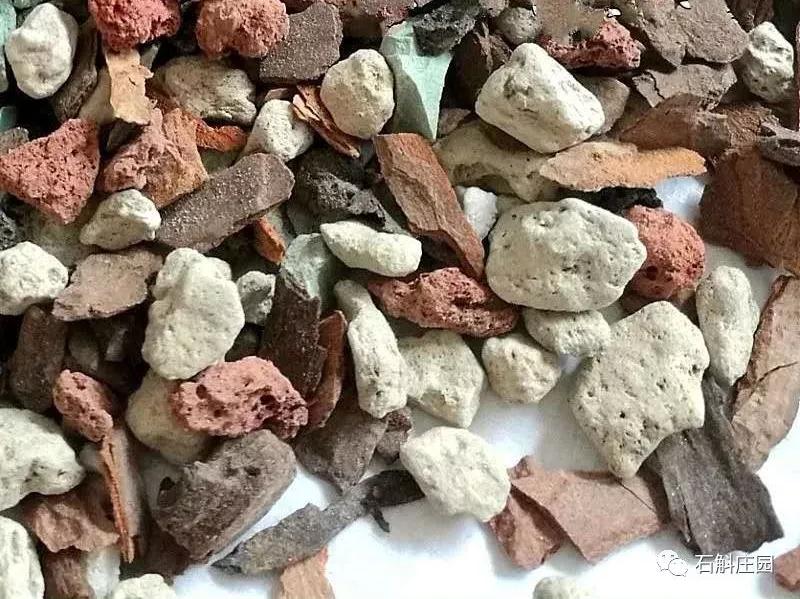 种植石斛兰的正确方法,石斛兰如何种植长得好看