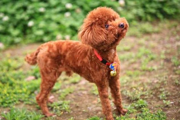 泰迪发情需要注意什么,泰迪发情有什么缓解办法